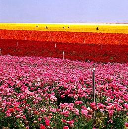 《无限试驾：太阳王冠》系统配置要求公布