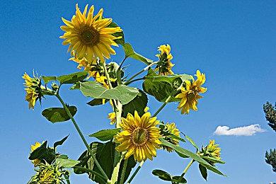 《羊蹄山之魂》PS5版下载容量公布 9月底预载开启